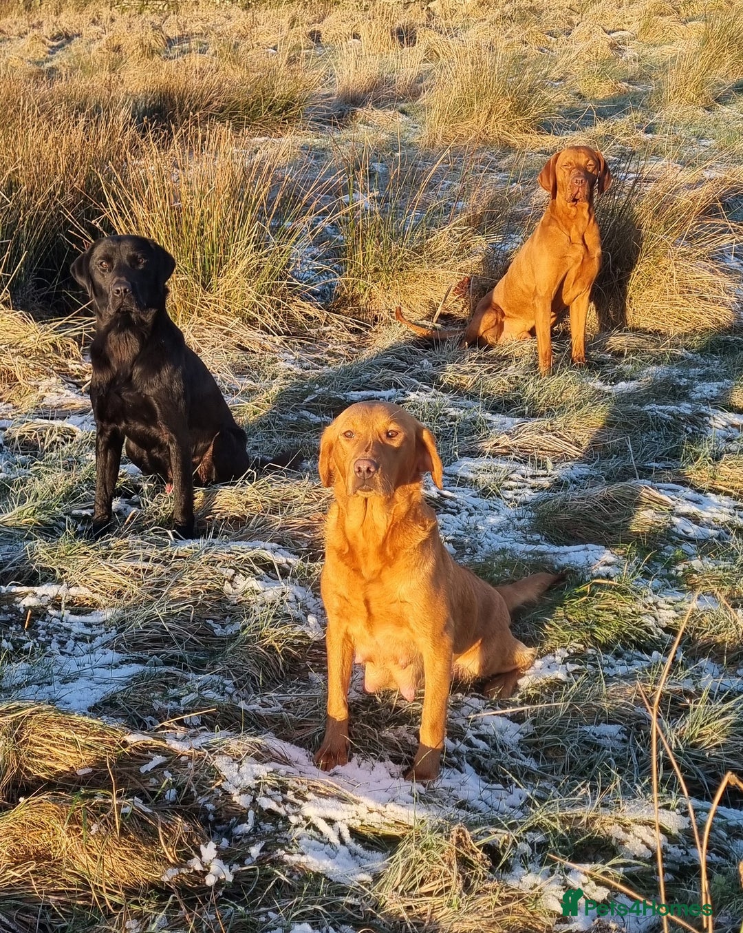 Hungarian Vizsla dogs for sale: Vizslador Puppies  - Advert 16