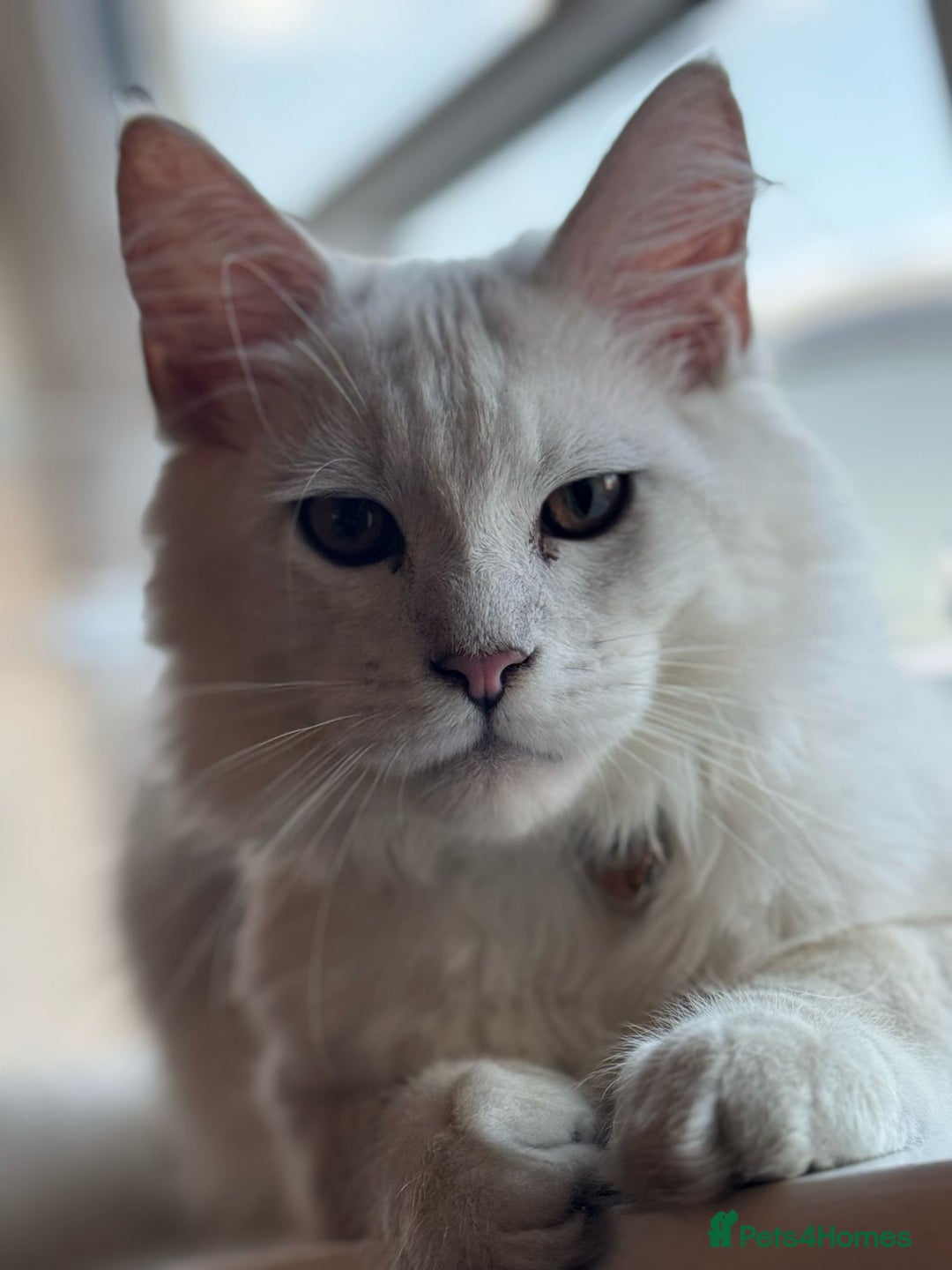 Maine Coon cats for sale: White silver shaded maine coon - Advert 4