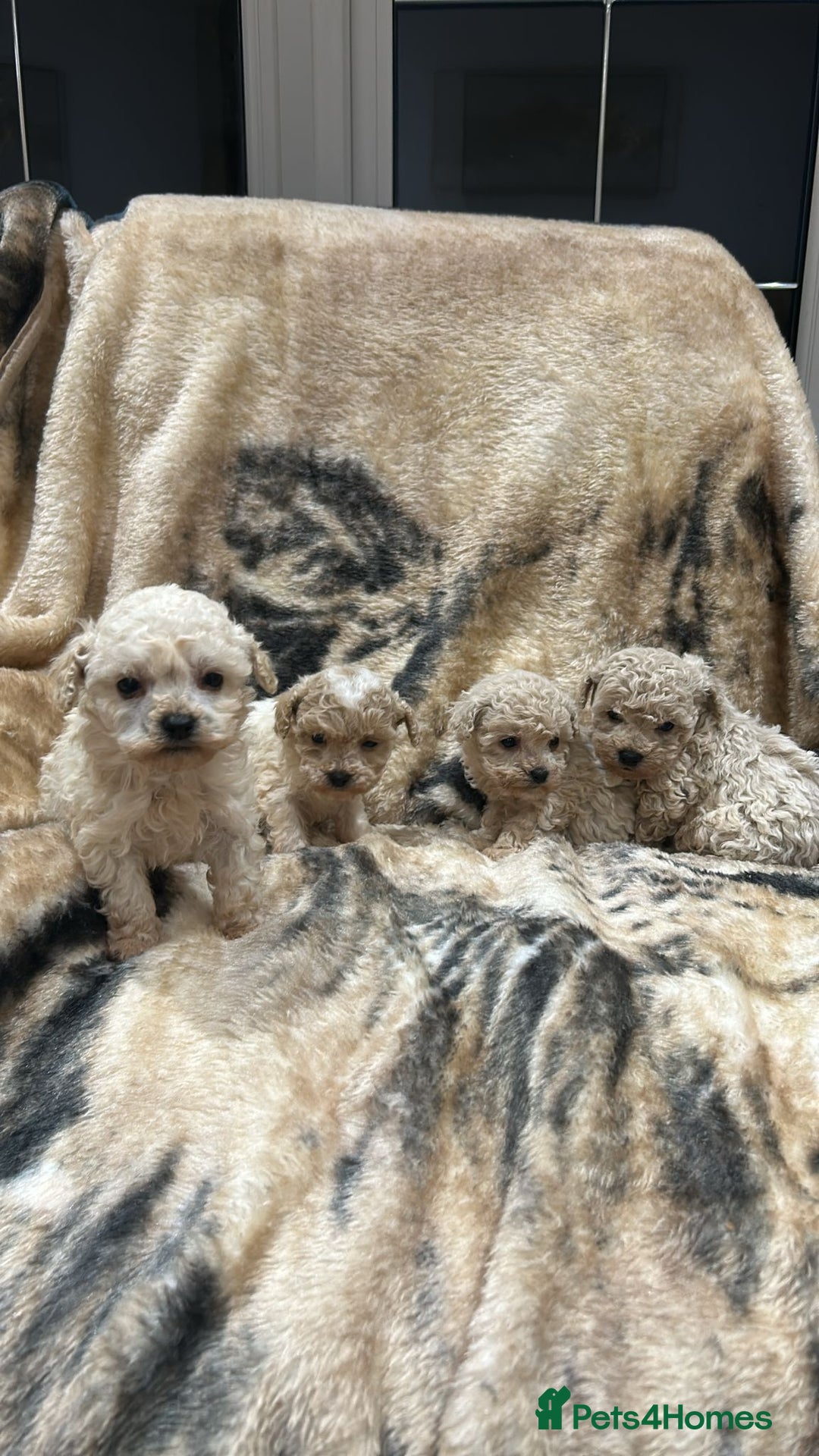 Toy Poodle dogs for sale: Beautiful toy poodles - Advert 7