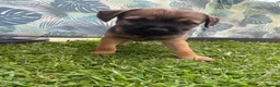Border Terrier dogs for sale: ⭐️KC BORDER TERRIER PUPPIES, SLEM CLEAR - Advert 20