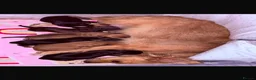 Miniature Dachshund dogs for stud: Miniature Dashshund Stud - Advert 6