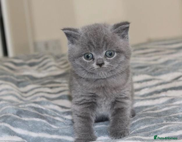 British Shorthair cats British Shorthair blue kittens for sale - Advert 1
