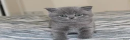 British Shorthair cats for sale: British Shorthair blue kittens for sale in Dereham - Advert 1