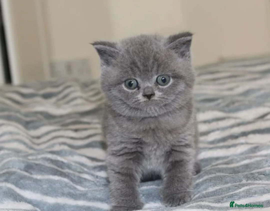 British Shorthair cats for sale: British Shorthair blue kittens for sale in Dereham - Advert 1