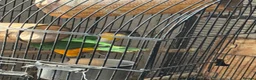 Mixed Breed birds for sale:  Birds for sale. Please read the description full  - Advert 8