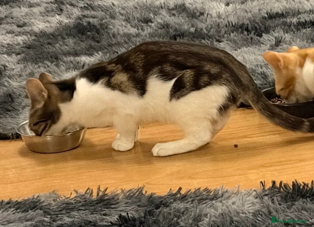 Domestic Shorthair cats for sale: 6 month old female kitten - **  in Yateley - Advert 4