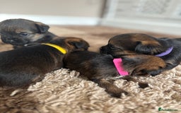 Border Terrier dogs for sale: Border terrier pups - Image 10
