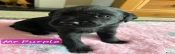 Labrador Retriever dogs for sale: Stunning working black Labrador pups.  - Advert 5