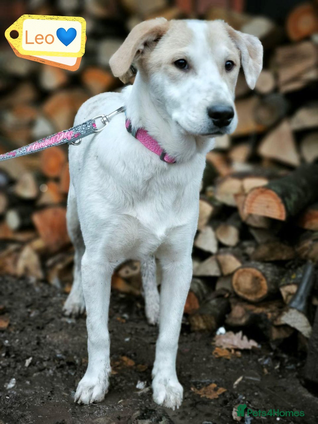 Mixed Breed dogs 💙🐶 LEO 🐶💙 - Advert 13