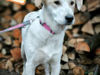 Mixed Breed dogs 💙🐶 LEO 🐶💙 - Advert 11