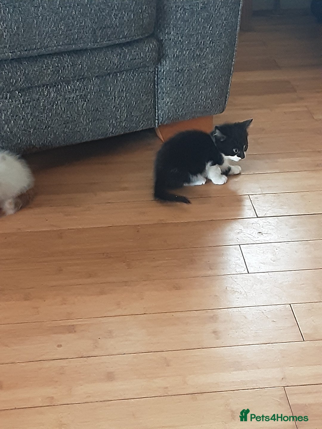Domestic Shorthair cats for sale: Lovely short-haired kittens - Image 4