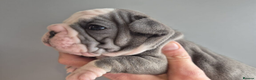 French Bulldog dogs for sale: Beautiful litter of French Bulldog Puppies in Southsea - Advert 8