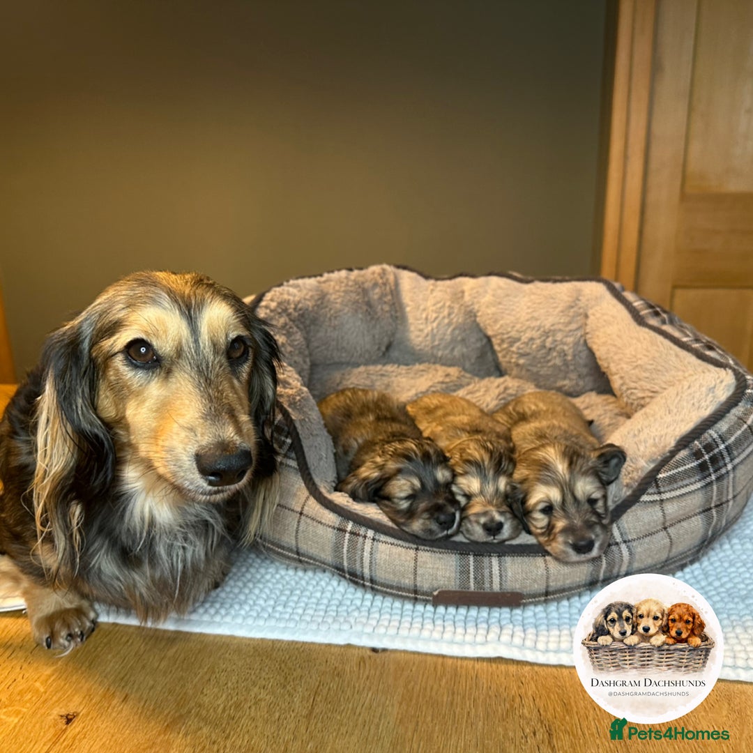 Miniature Dachshund dogs for sale: KC Long Haired Shaded Cream Miniature Dachshund - Advert 2