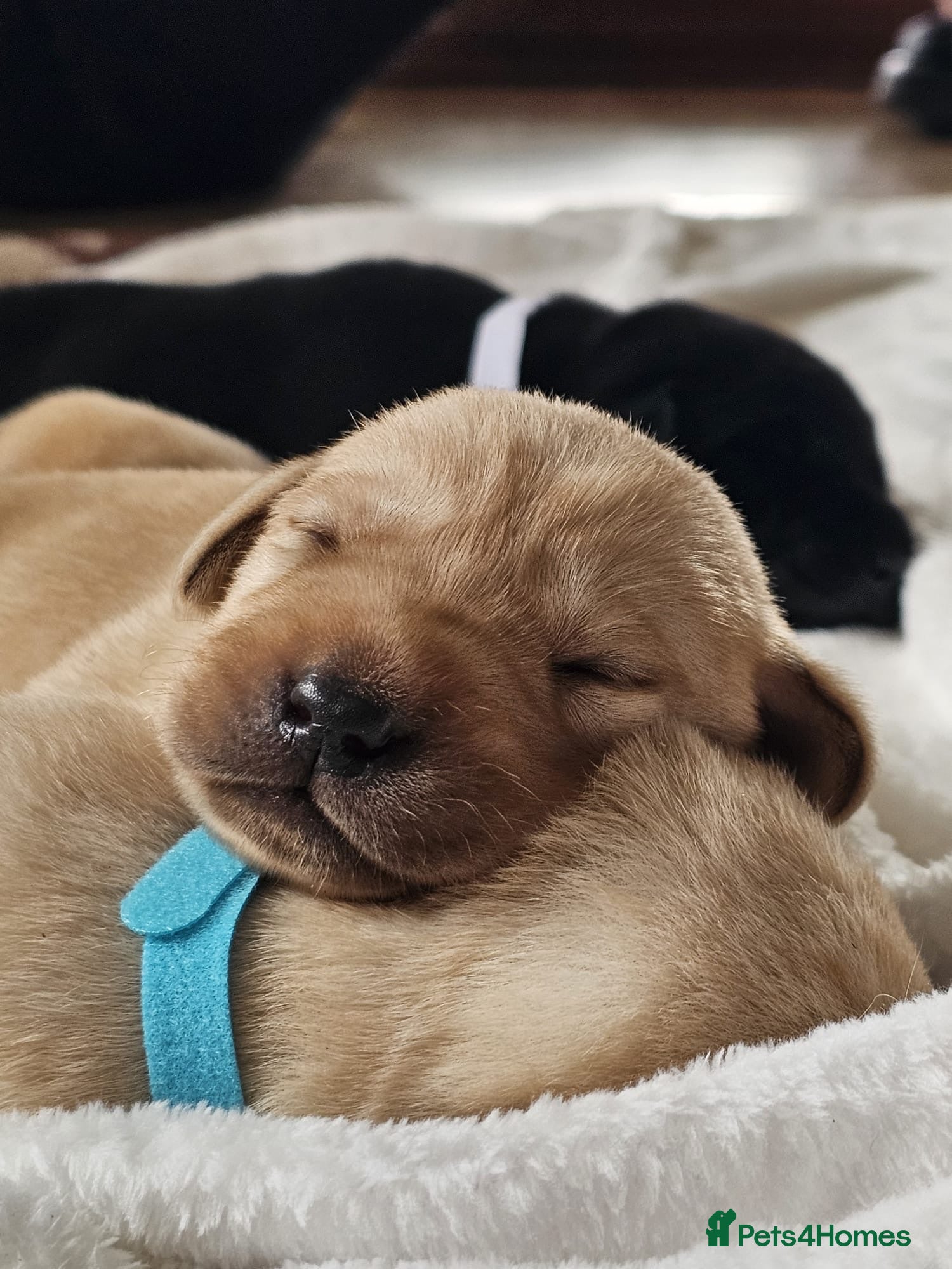 Labrador Retriever dogs Pedigree Labrador Puppies ready 10th September  - Advert 10