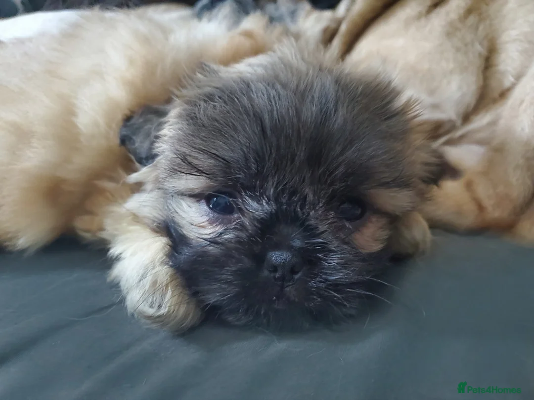 Mixed Breed dogs for sale: Shih tzu cross Pug puppies - Advert 5