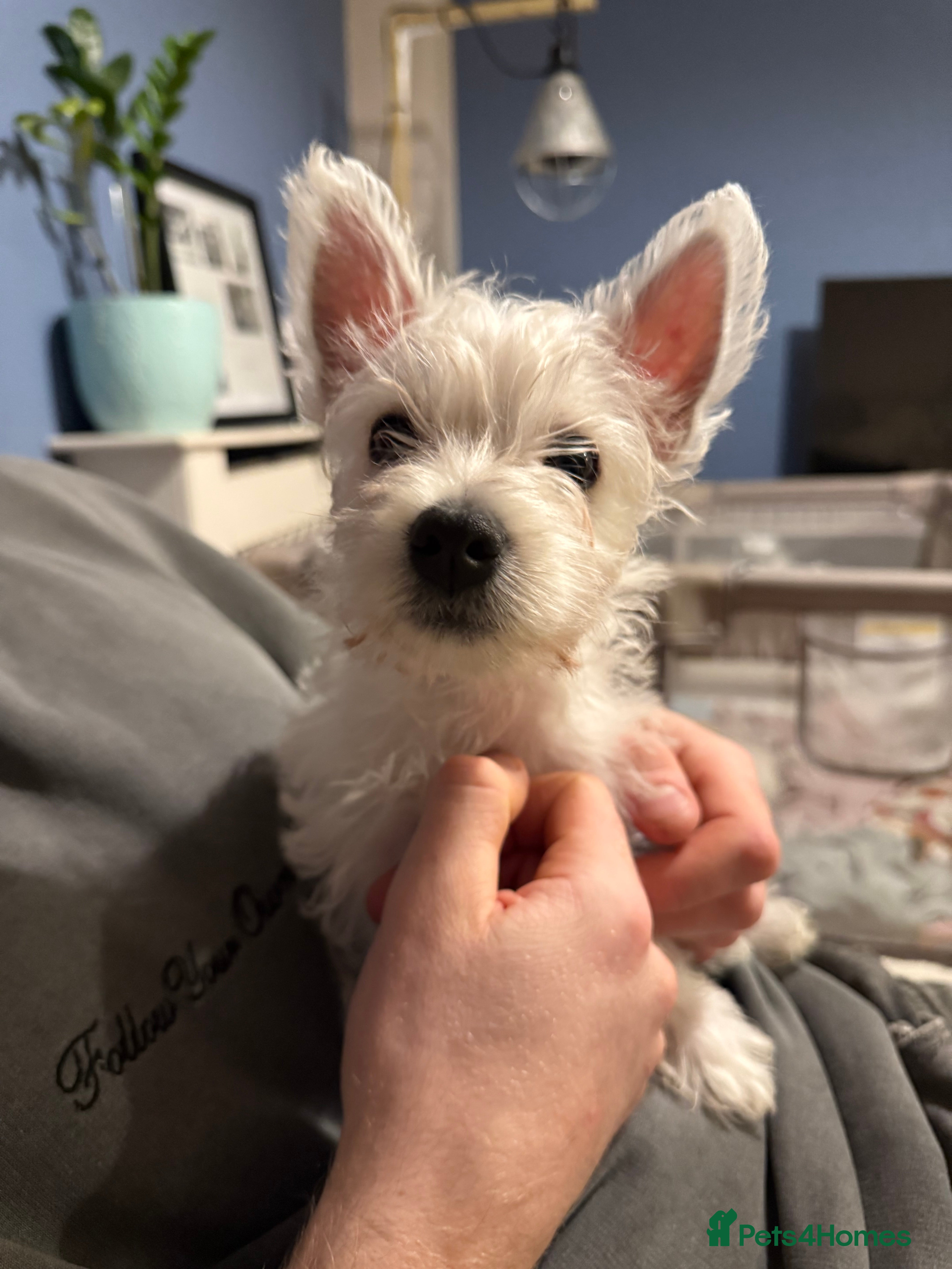 West Highland Terrier dogs 2 Westie Puppies Left – Ready for Homes Now! - Advert 3