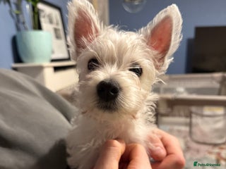 West Highland Terrier dogs 2 Westie Puppies Left – Ready for Homes Now! - Advert 3