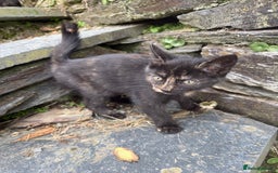 Mixed Breed cats for sale: 6 kittens for sale - Image 17
