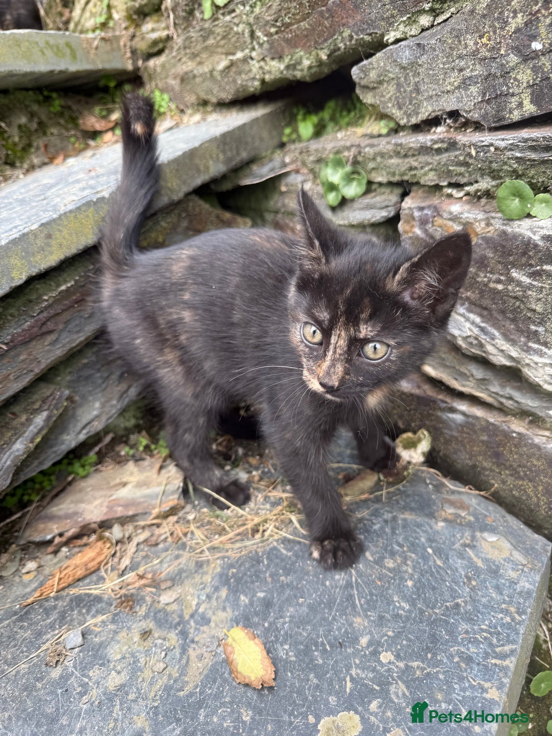 Mixed Breed cats for sale: 6 kittens for sale - Image 17