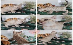 Bengal cats for sale: Bengal cats  - Image 4