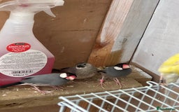 Doves birds for sale: Java finch - Image 3