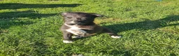 Lurcher dogs for sale: Lurcher Puppies  - Advert 8