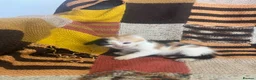 Mixed Breed cats for sale: Kittens looking for their forever homes  - Advert 11