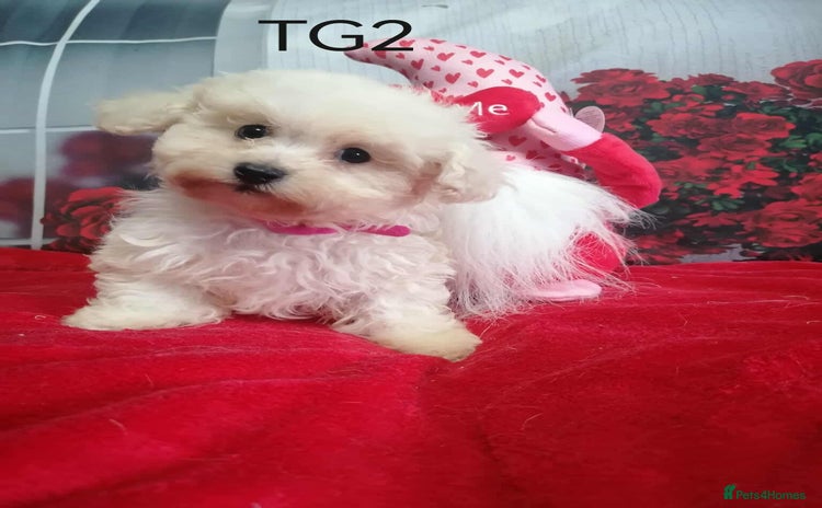 Maltipoo dogs - Advert 3