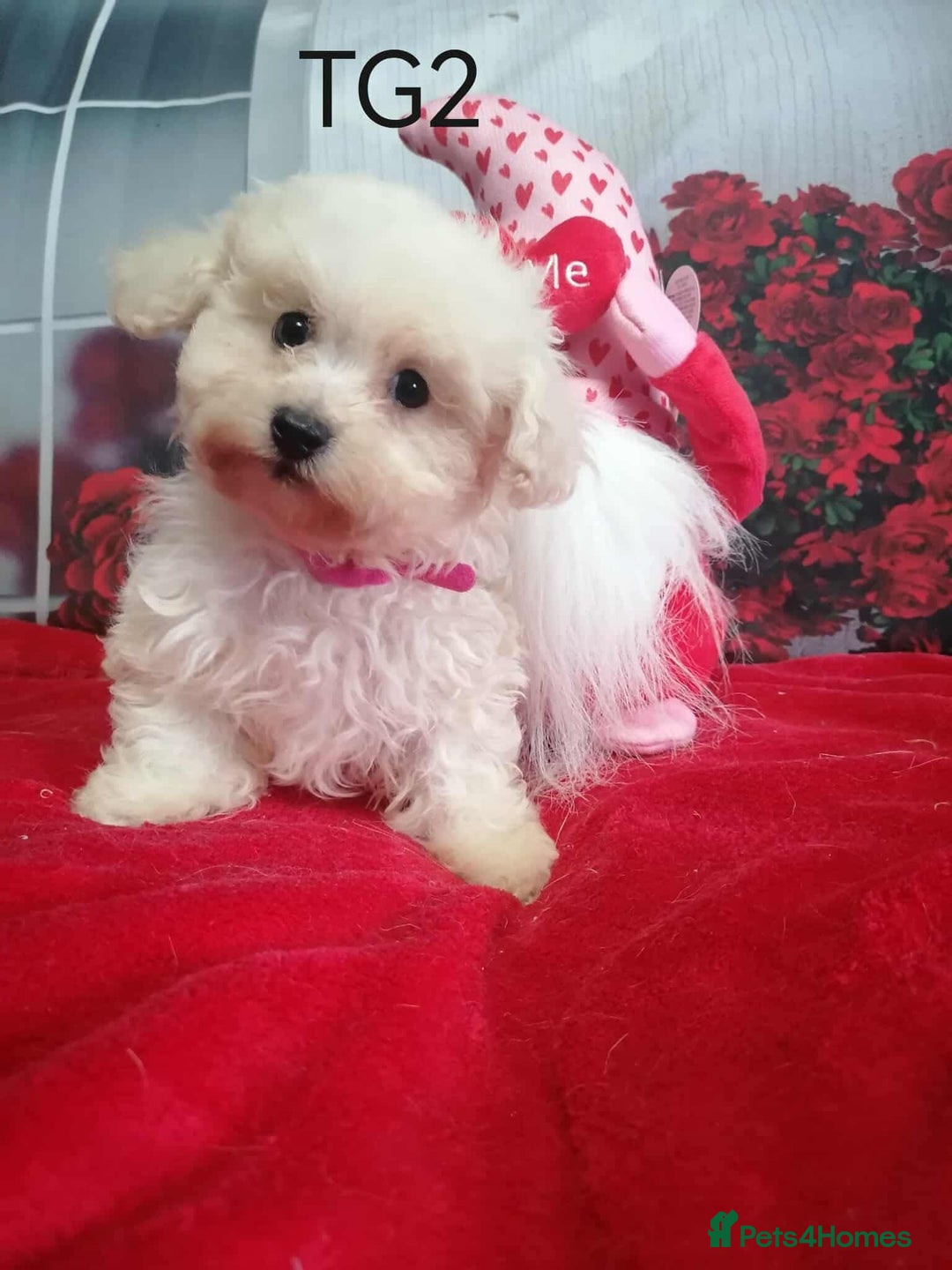 Maltipoo dogs for sale: Toy Maltipoos  - Image 1