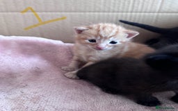 Mixed Breed cats for sale: 5 gorgeous kittens - Image 8