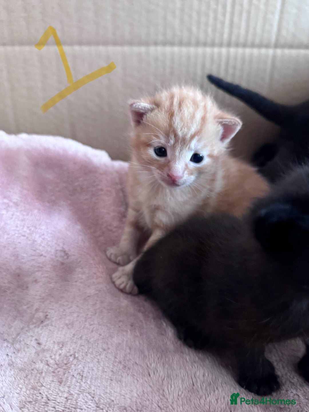 Mixed Breed cats for sale: 5 gorgeous kittens - Image 8