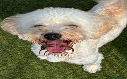Poochon dogs for sale: Poochon boy - young adult  - Image 1
