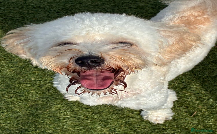 Poochon dogs - Advert 1