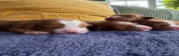 Nova Scotia Duck Tolling Retriever dogs for sale: Beautiful Toller puppies from champion bloodlines - Advert 15