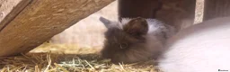 Lionhead rabbits for sale: Friendly, cute, fluffy lionheads-ONLY 2 BOYS LEFT - Advert 10