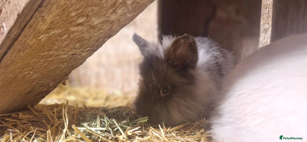 Lionhead rabbits for sale: Friendly, cute, fluffy lionheads-ONLY 2 BOYS LEFT - Advert 10