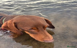 Dachshund dogs for sale: Louie  - Image 3