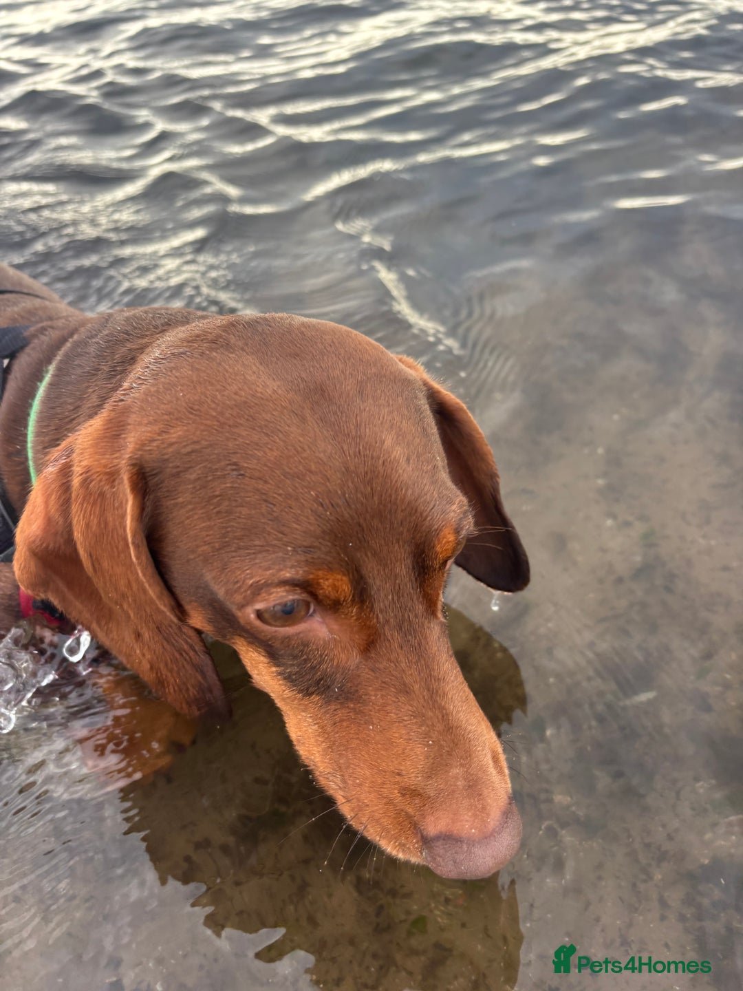 Dachshund dogs for sale: Louie  - Image 3
