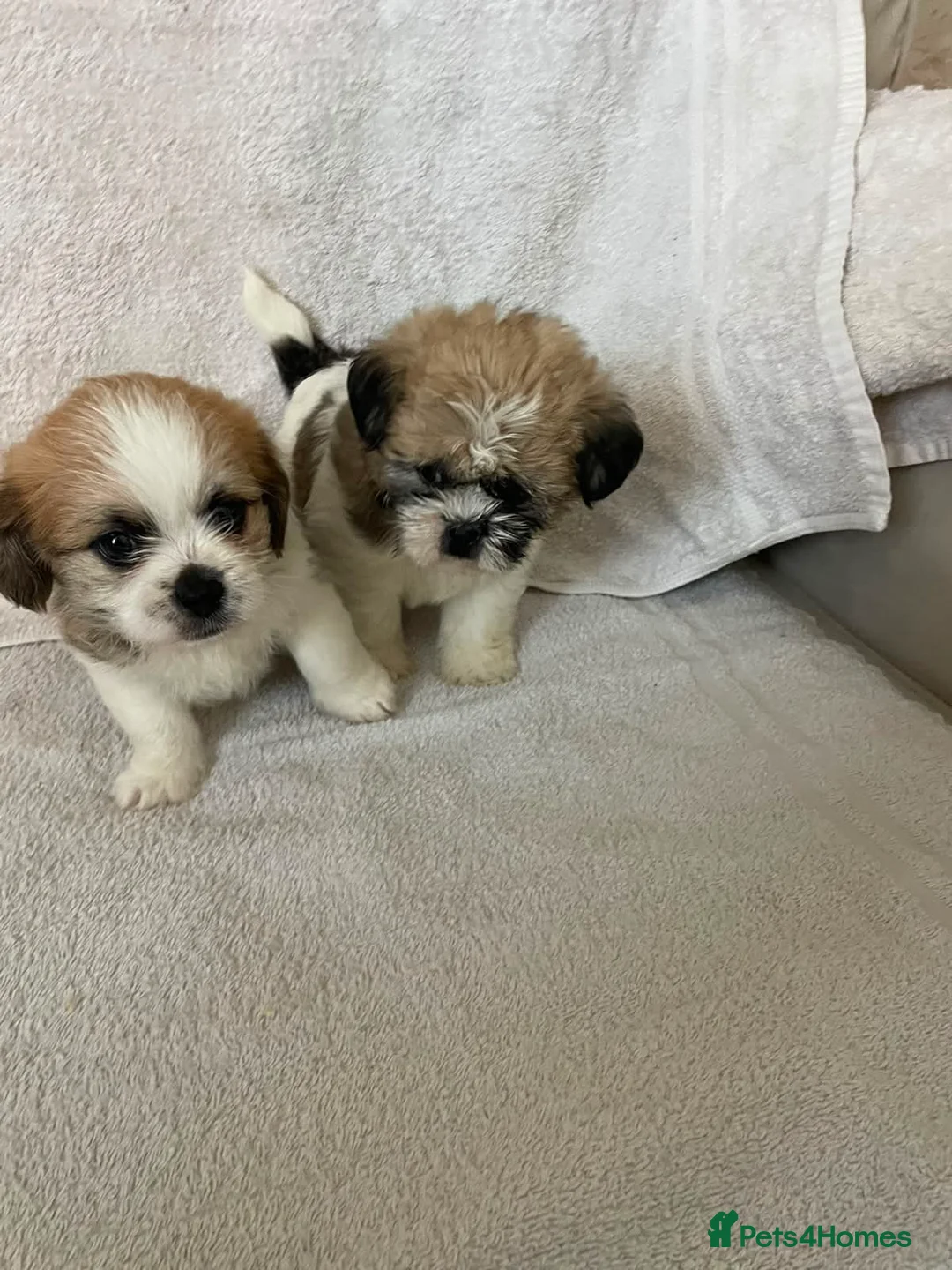 Shih Tzu dogs for sale: 2 shih tzu puppies for sale in Southend-on-Sea - Advert 2