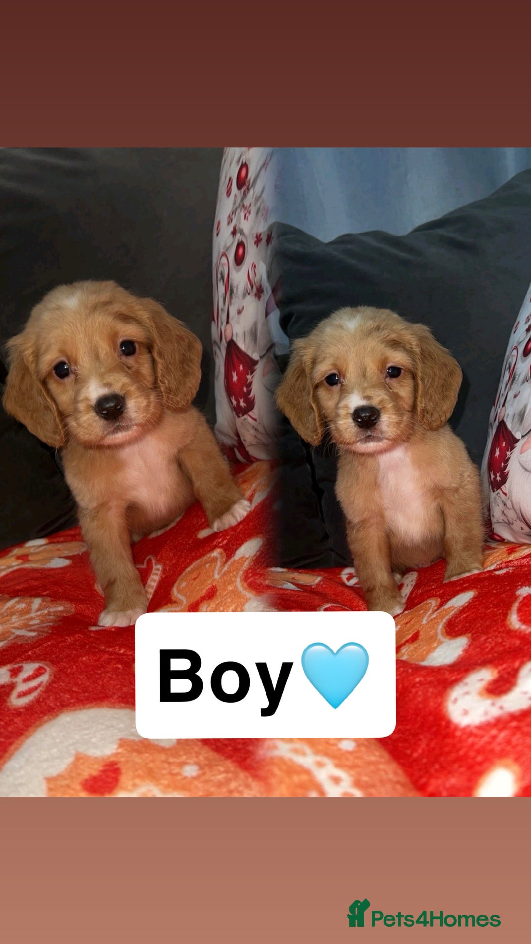 Cocker Spaniel dogs for sale: Gorgeous cocker spaniel puppys - Advert 2