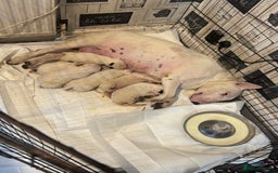 English Bull Terrier dogs for sale: Champion Bloodline English Bull Terrier Puppies  - Image 4
