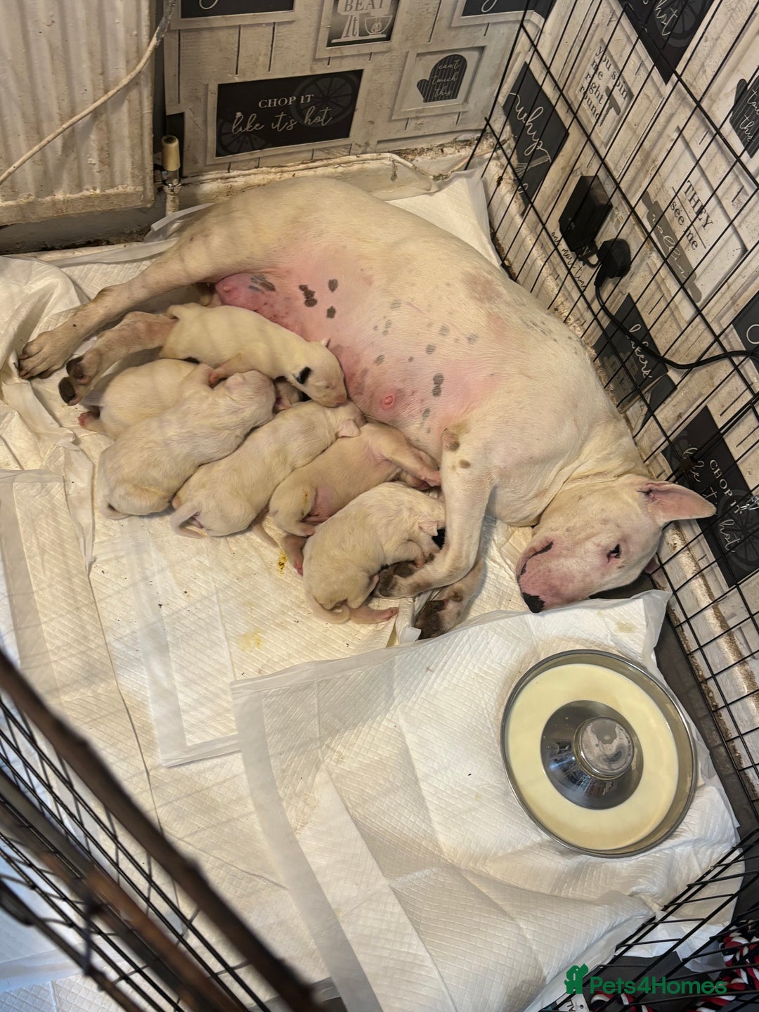 English Bull Terrier dogs for sale: Champion Bloodline English Bull Terrier Puppies  - Image 4