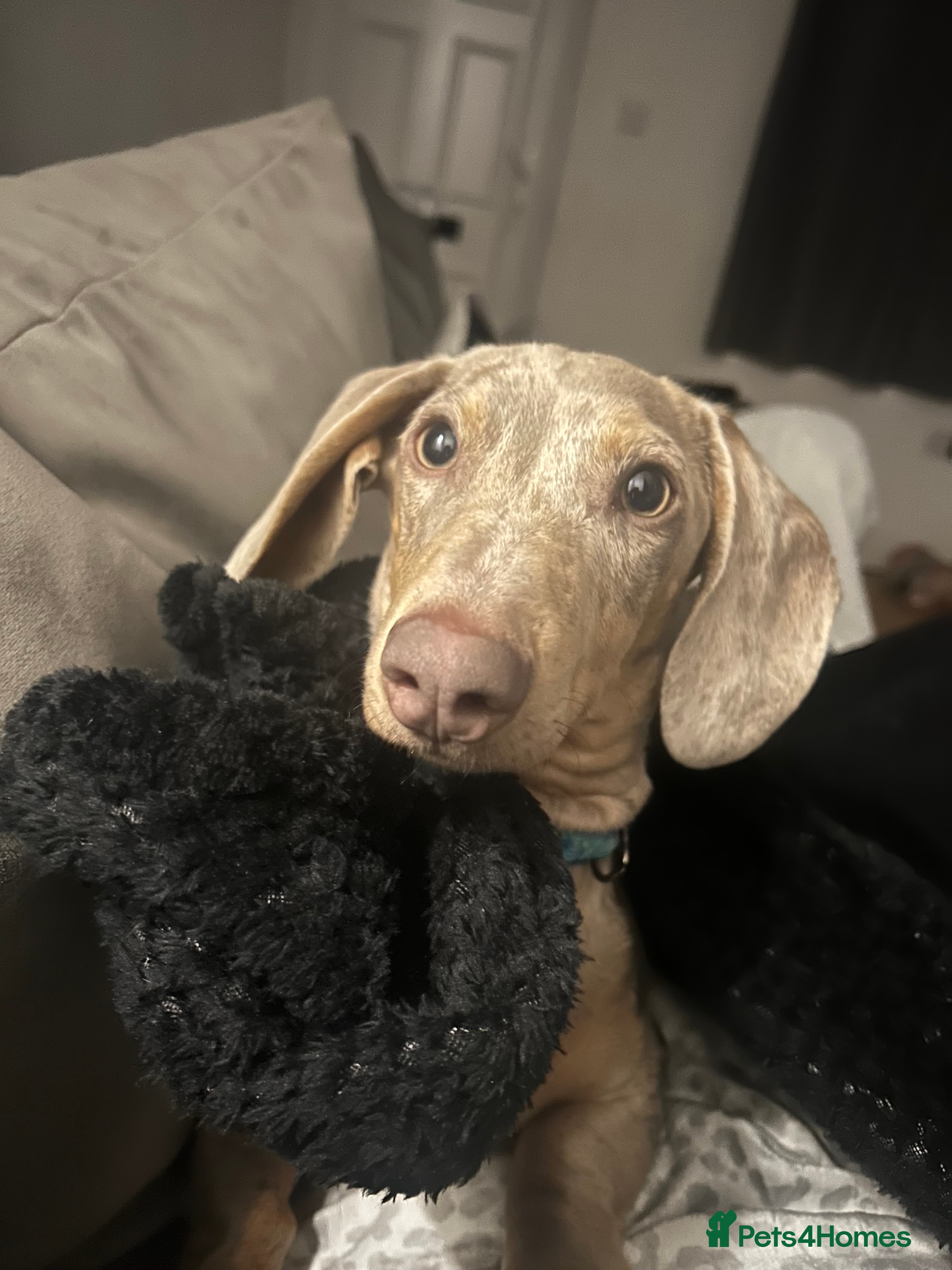 Miniature Dachshund dogs Miniature Dachshund - Advert 1