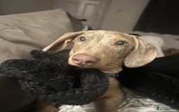 Miniature Dachshund dogs for sale: Miniature Dachshund - Advert 1