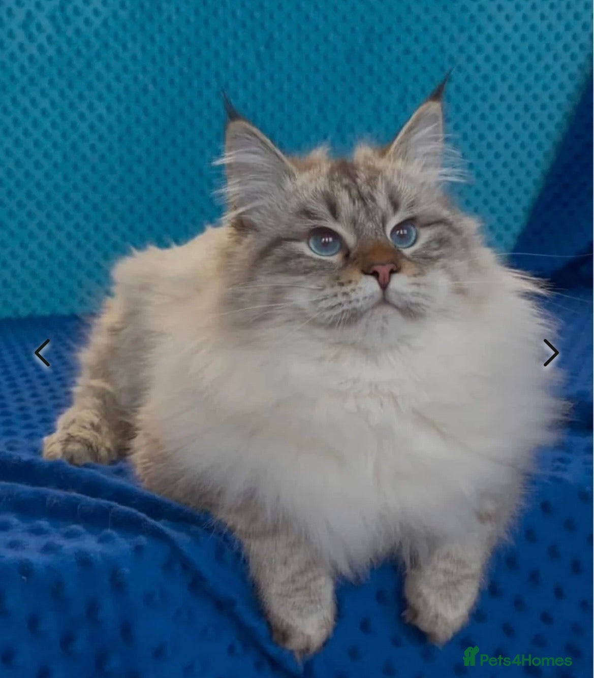 Kobi