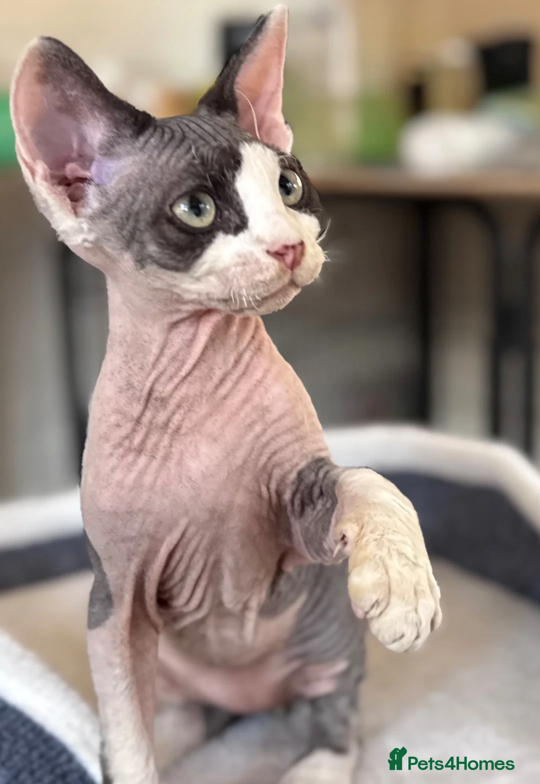 Devon Rex cats for sale: Fantastic pedigree Devon Rex kittens  - Advert 10