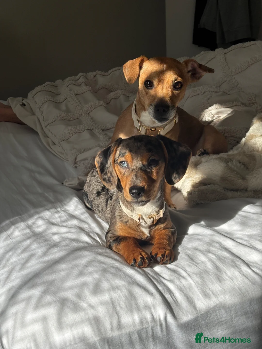Jackshund dogs for sale: Bella, gorgeous jackhound - Advert 1