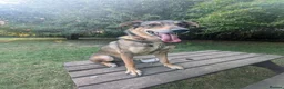 Mixed Breed dogs for adoption: Solo Buddy in Chatham - Advert 5