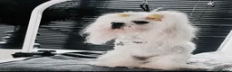 Maltese dogs for stud: Exceptional Korean Maltese stud - Advert 2