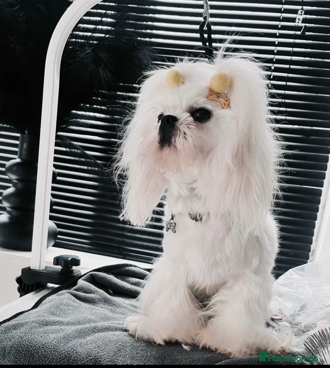 Maltese dogs for stud: Exceptional Korean Maltese stud - Advert 2